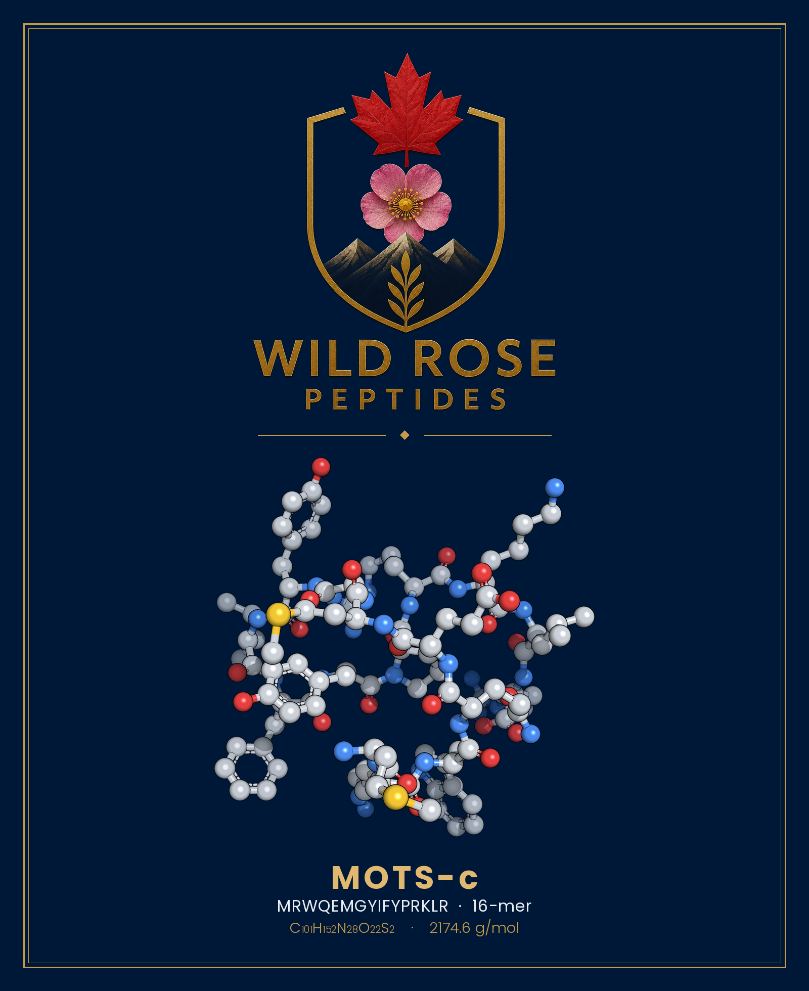 MOTS-c 3D molecular structure rendering